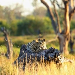 leopard_on_a_trunk_khwai_tented_camp_botswana_african_bush_camps__2.jpg