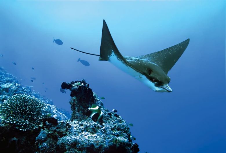 Sustainability at Wa Ale