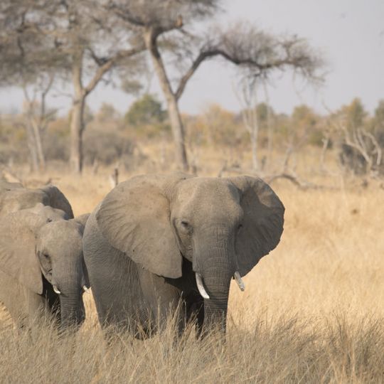 somalisa_camp_hwange_national_park_zimbabwe_elephant___5sw0028_170.jpg