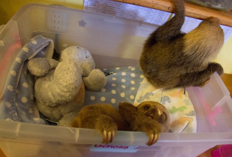 Wildlife Conservation & Sustainability